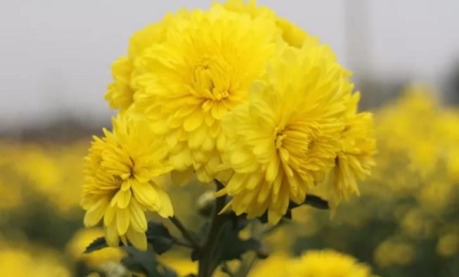 千畝云臺(tái)冰菊盛開，誠邀您蒞臨免費(fèi)參觀！