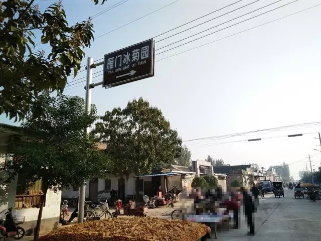 如何找到云臺冰菊？怎樣找到云臺冰菊？